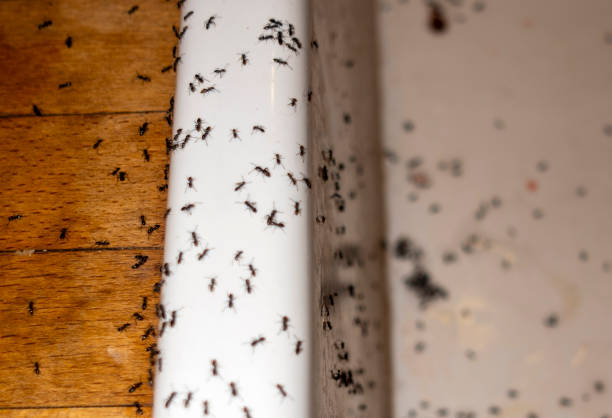 Best Residential Pest Control  in Colby, KS