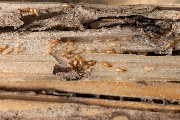 Best Wildlife Control Services  in Colby, KS